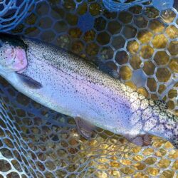 サクラマスを釣りに行ったんだが ～平谷湖フィッシングスポット～